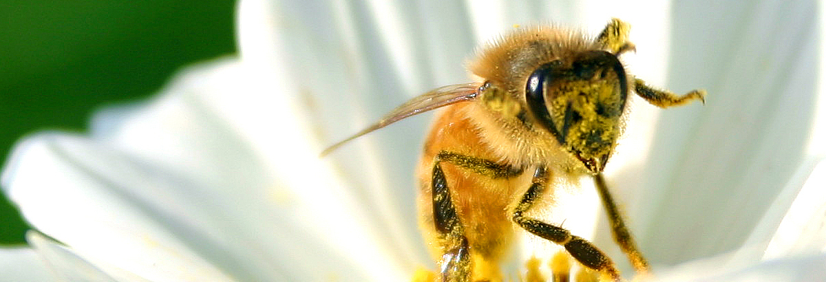 Beekeeping Online