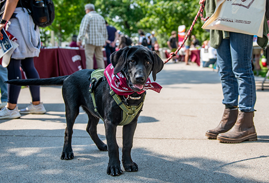 A young black lab on a leash attends an event on the UM OVal