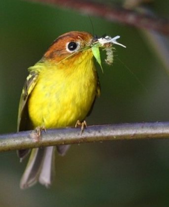 Yellow-breasted Warbler