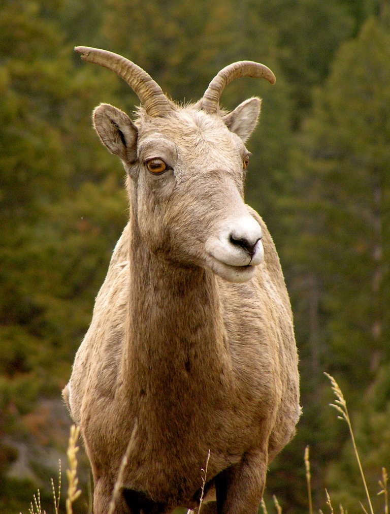Bighorn ewe