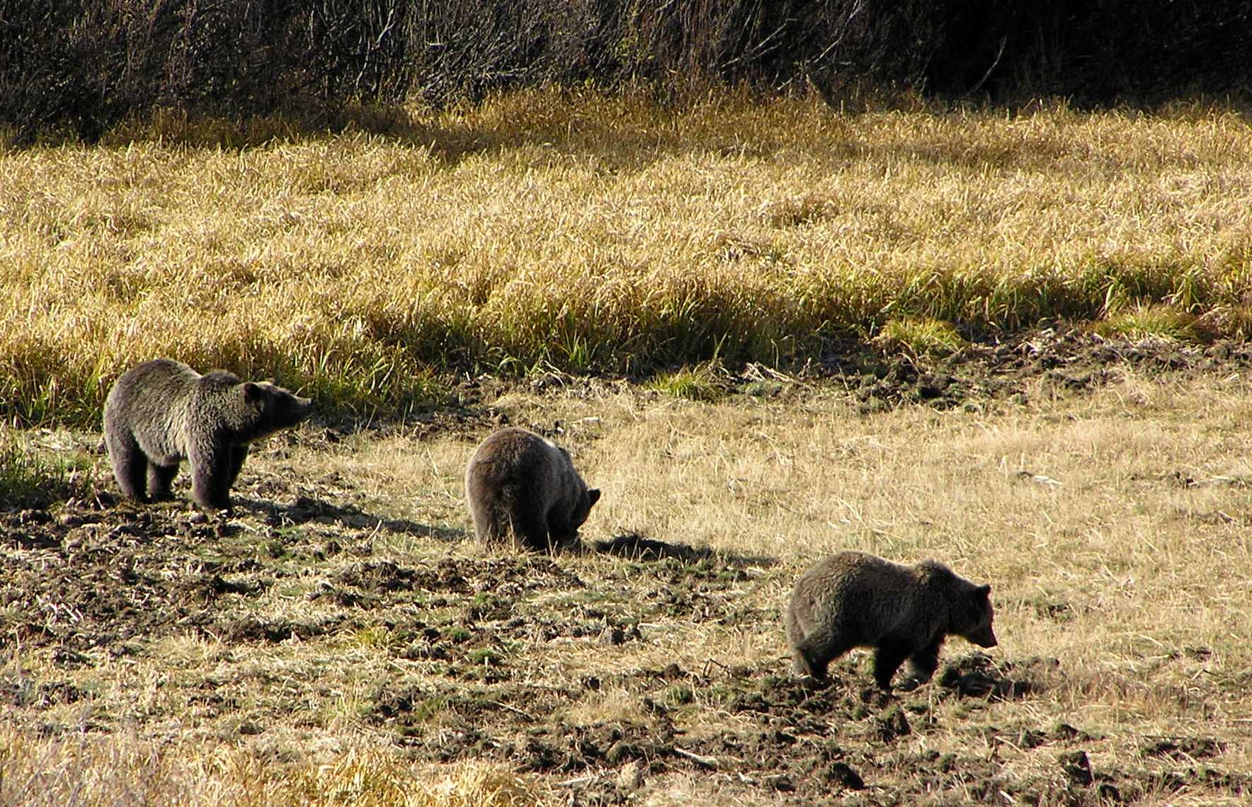 Grizzly and cubs