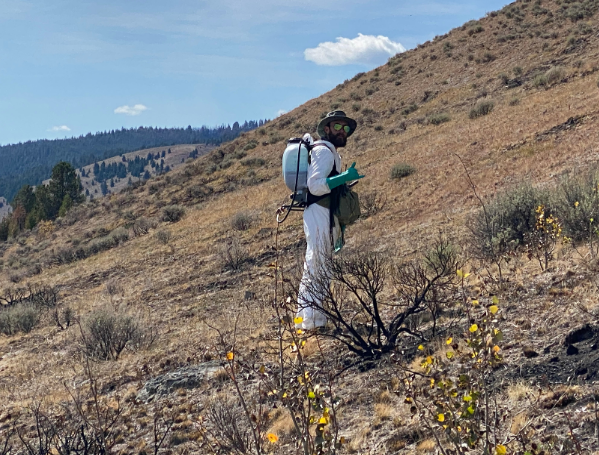 Nate Gowen working up Battle Mountain at Big Hole National Battlefield during spotted knapweed invasive species management.