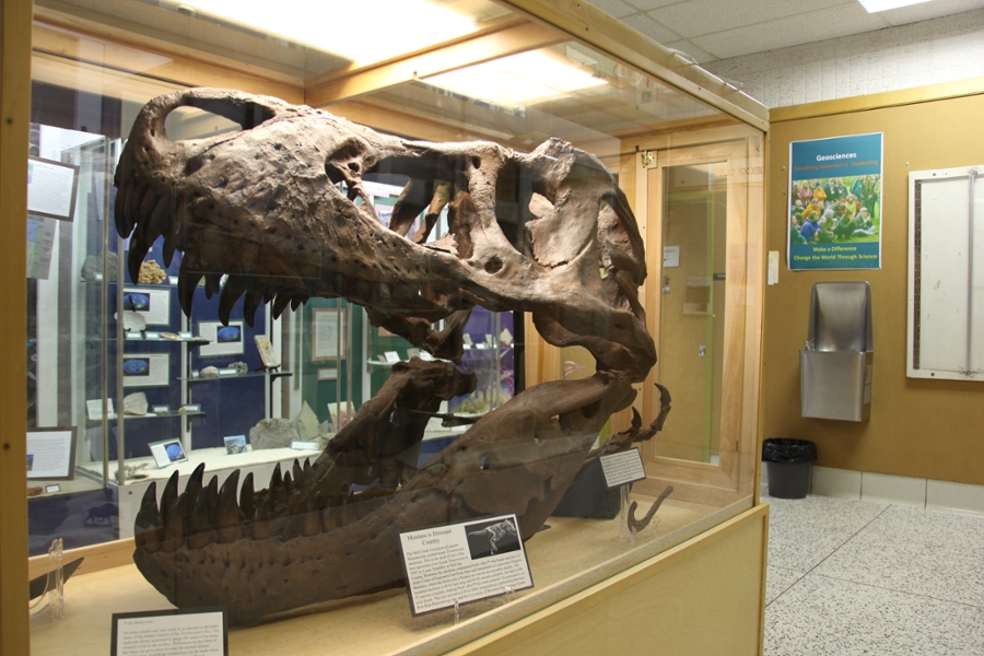 T Rex Skull in a display case